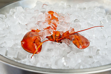 Image showing Lobster