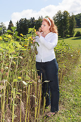 Image showing Chubby young red-haired woman controls the maturation of a sunflower