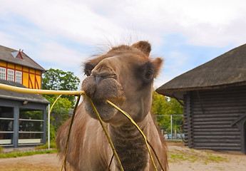 Image showing Camel in Zoo