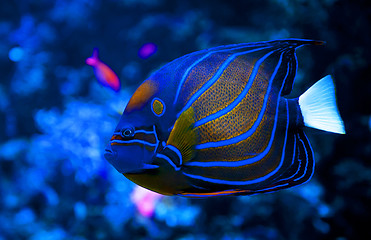 Image showing Blue Ring Angelfish