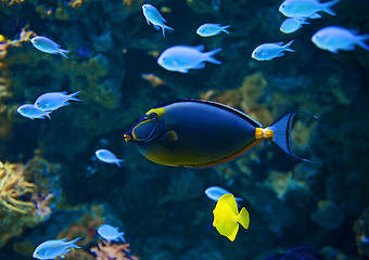 Image showing Naso Tang fish