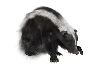 Image showing Skunk
