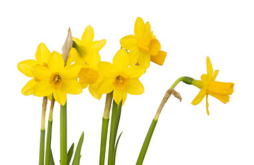 Image showing Jonquils