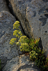 Image showing Rocky Flowers