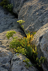 Image showing Rocky Flowers