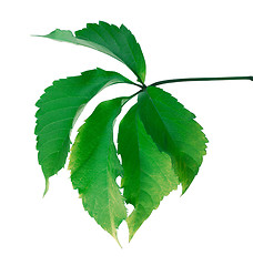 Image showing Green leaf (Virginia creeper leaf)