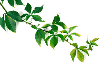 Image showing Branch of green grapes leaves
