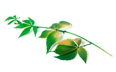 Image showing Branch of grapes leaves (Parthenocissus quinquefolia foliage)