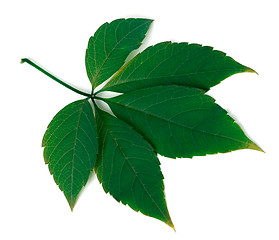 Image showing Green virginia creeper leaf on white background