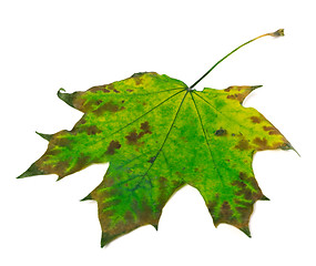 Image showing Multicolor maple leaf on white background