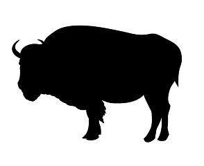 Image showing Bison