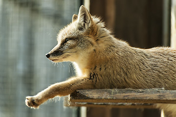 Image showing sitting fox