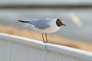 Image showing Gull