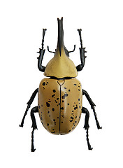 Image showing Beetle Dynastes granti