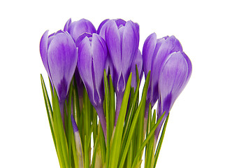 Image showing Crocus