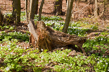 Image showing Spring forest