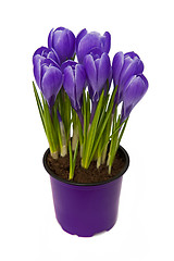 Image showing Crocus