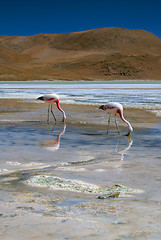 Image showing Flamingos