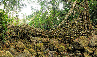 Image showing Old root bridge in India