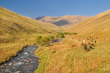 Image showing Grasslands in Kyrgyzstan