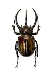 Image showing Beetle 