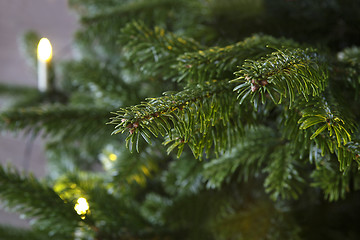 Image showing Closeup of a green Christmas tree with lights