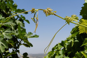 Image showing Young green grape Leaves on sky background