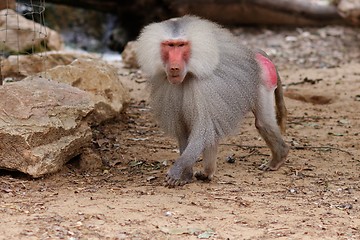 Image showing Large male hamadryas baboon walking in zoo