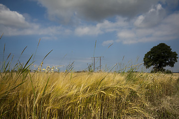 Image showing cereal field