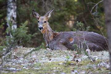 Image showing resting doe