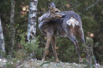 Image showing scratching