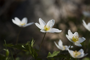 Image showing anemone nemorosa