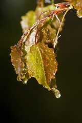 Image showing wet leaves