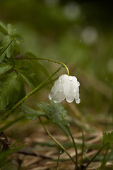 Image showing wet wood anemone