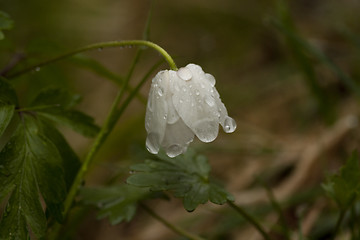 Image showing wood anemone with drops