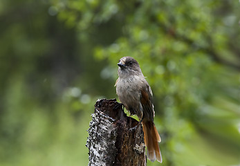 Image showing siberian jay