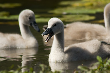 Image showing mute swans