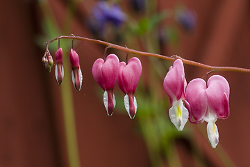 Image showing hearts in a row