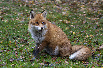 Image showing red fox