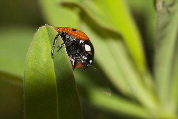 Image showing lady bird