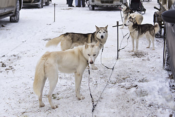 Image showing Huskies in Karelia waiting sled race