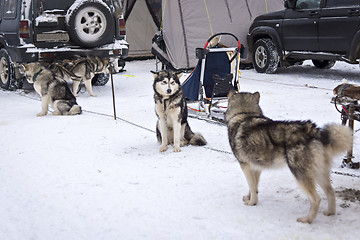 Image showing Malamutes waiting for dog race on stage of World Cup in Karelia