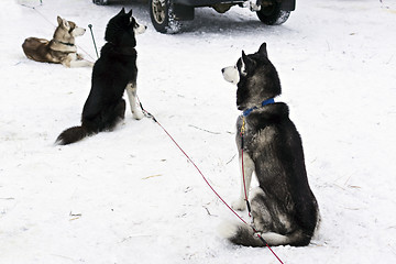 Image showing Huskies waiting for dog race of stage of World Cup in Karelia