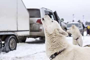 Image showing Laika dog howls in wait of racing sled 