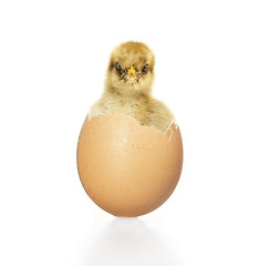 Image showing Chick looking out of Egg