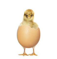 Image showing Chick hatching from egg