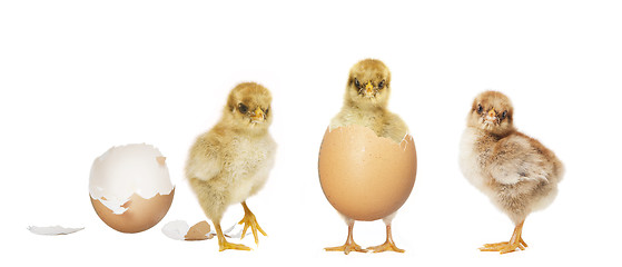 Image showing three chicks hatching