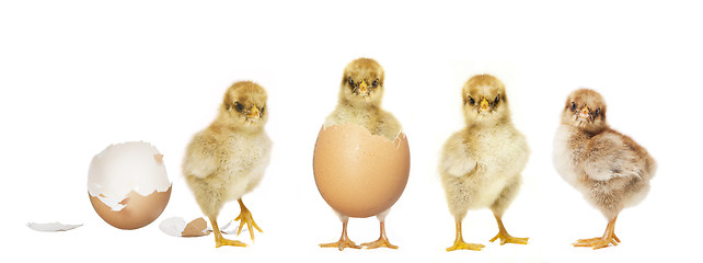 Image showing four chicks hatching