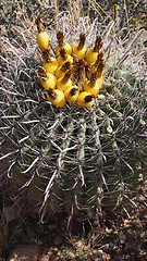 Image showing Wild cactus in the rocky stone desert