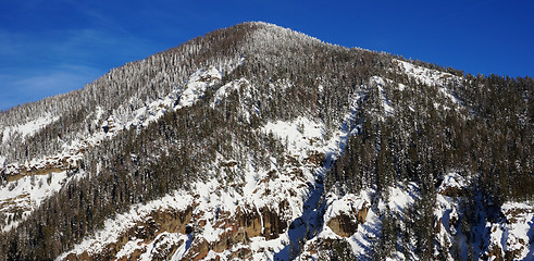 Image showing The pikes forest in the winter
